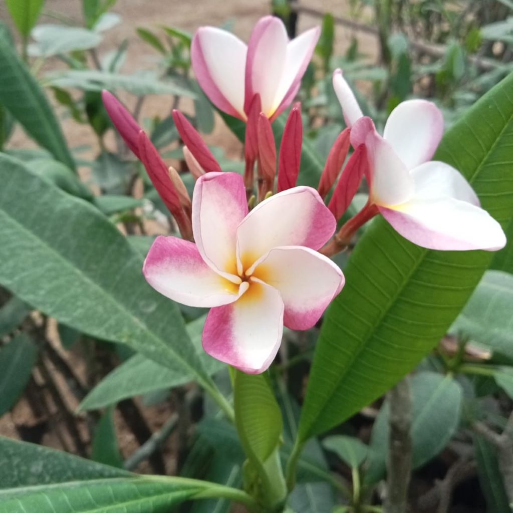 Plumeria Queen Napranum  Red Purple Fragrant Tree