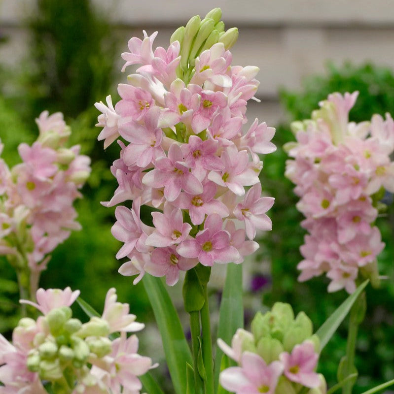 Rajnigandha-Polianthes tuberosa Sensation (Bulbs)-mybageecha