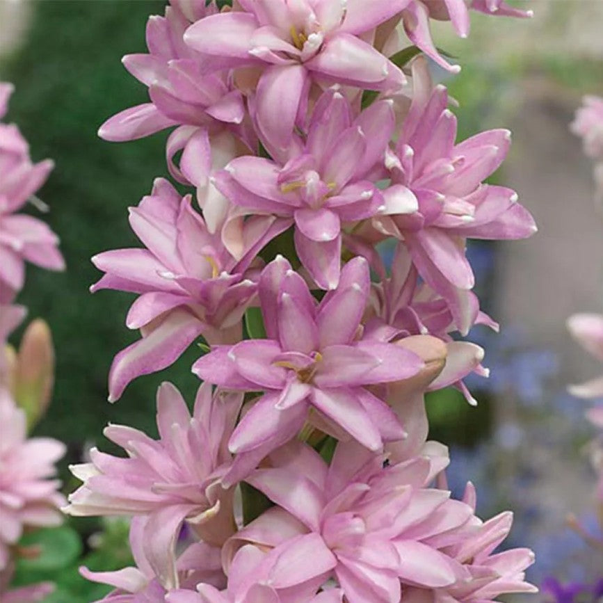 Rajnigandha-Polianthes tuberosa 'Pink Sapphire in Bloom