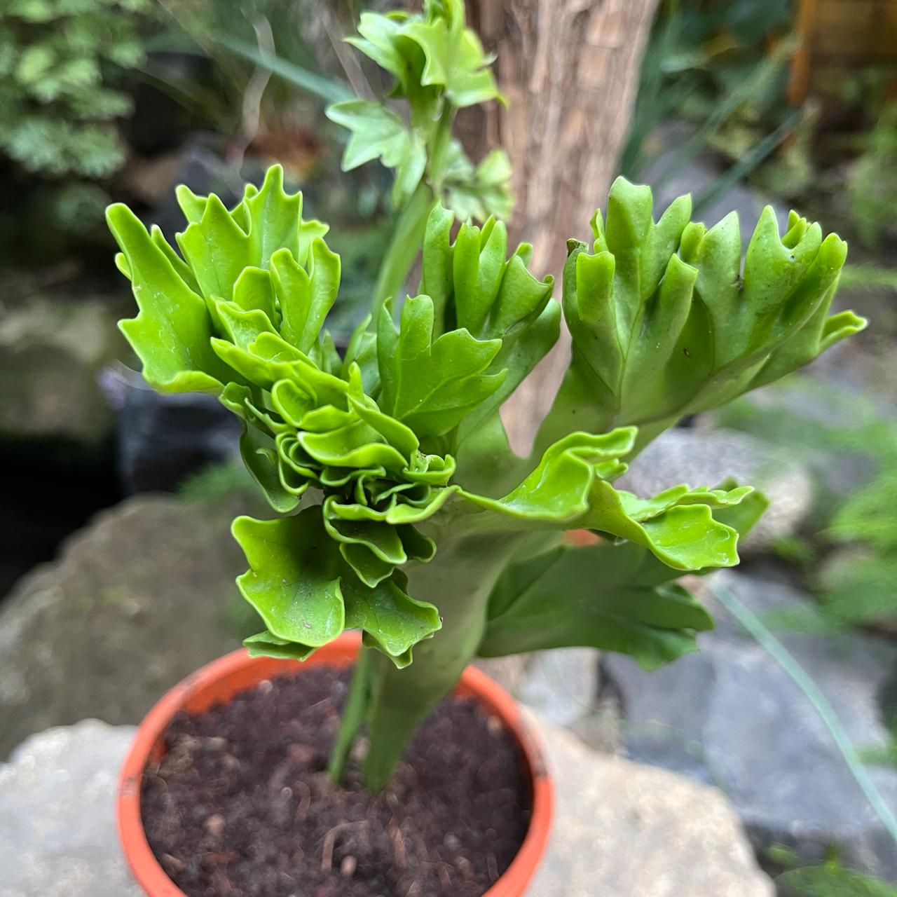 Polypodium polycarpon fern plant-myBageecha