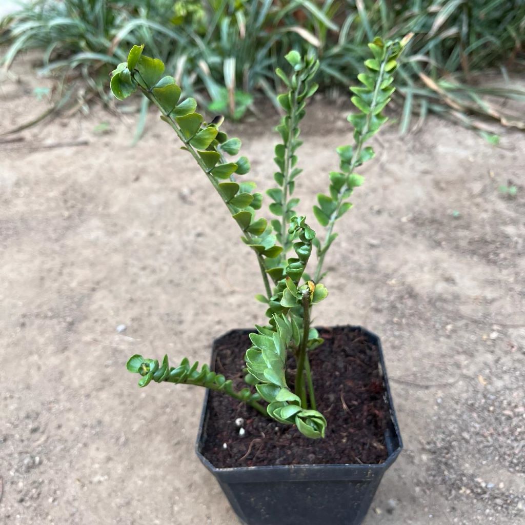 Polypodium virginianum Fern plant-mybageecha