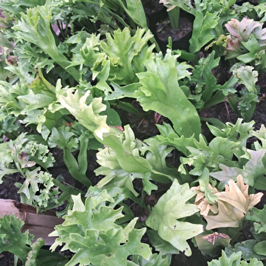 Polypodium polycarpon fern plant-myBageecha