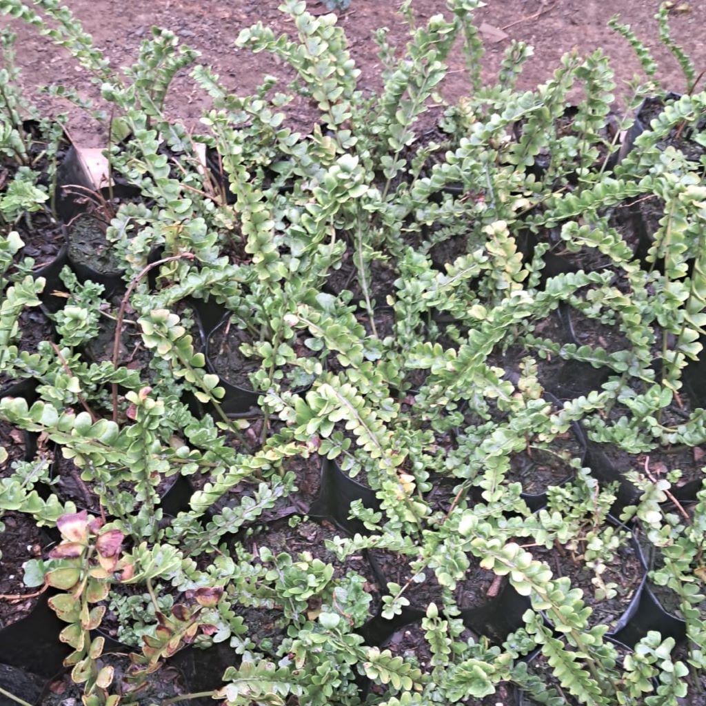 Polypodium virginianum Fern plant-mybageecha