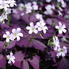Purple Oxalis Triangularis Plant - myBageecha