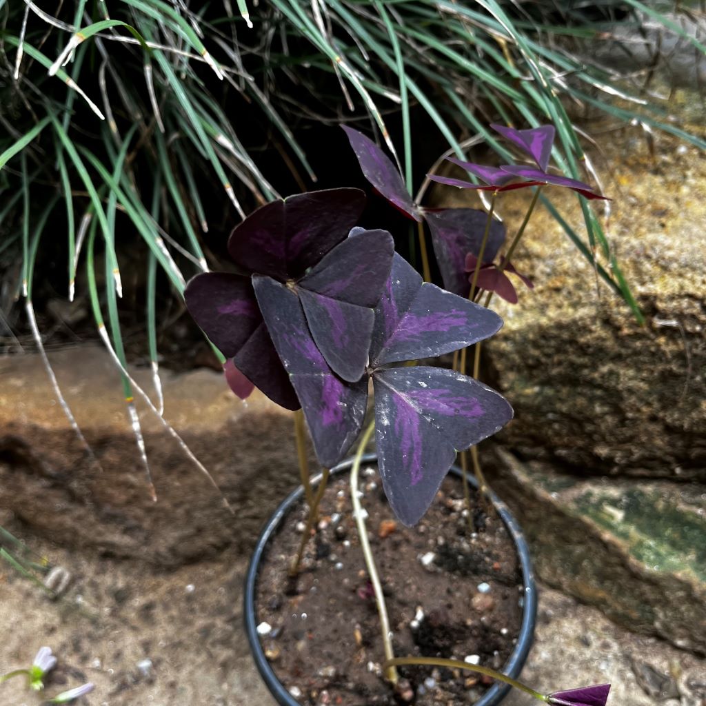 Purple Oxalis Triangularis Plant - myBageecha