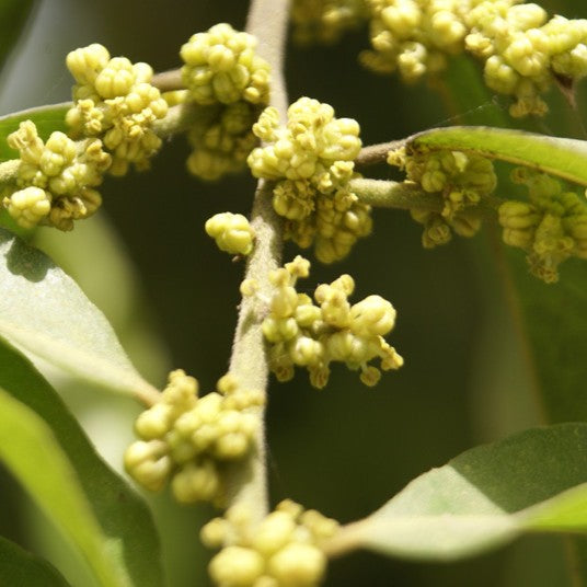 Bonsai Putranjiva Plant