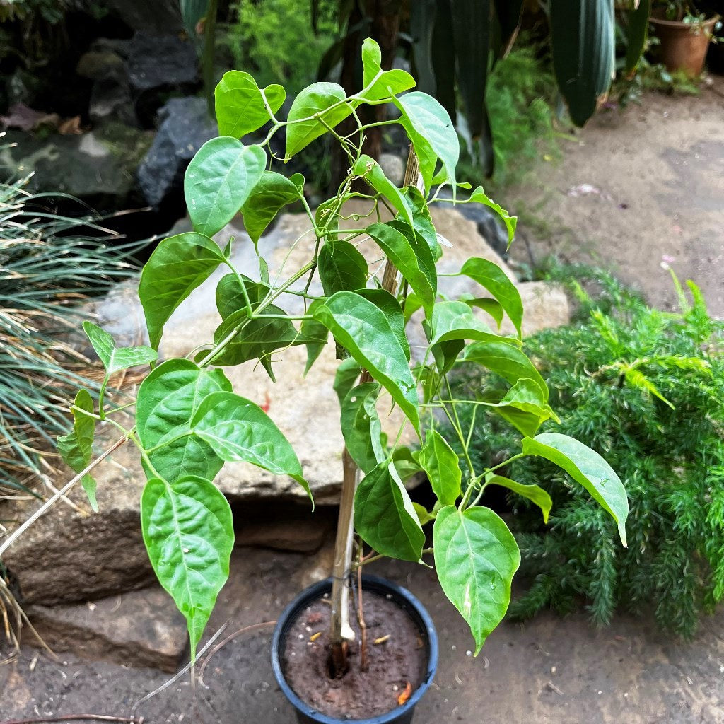 Pyrostegia Venusta Flaming Trumpet Plant - myBageecha