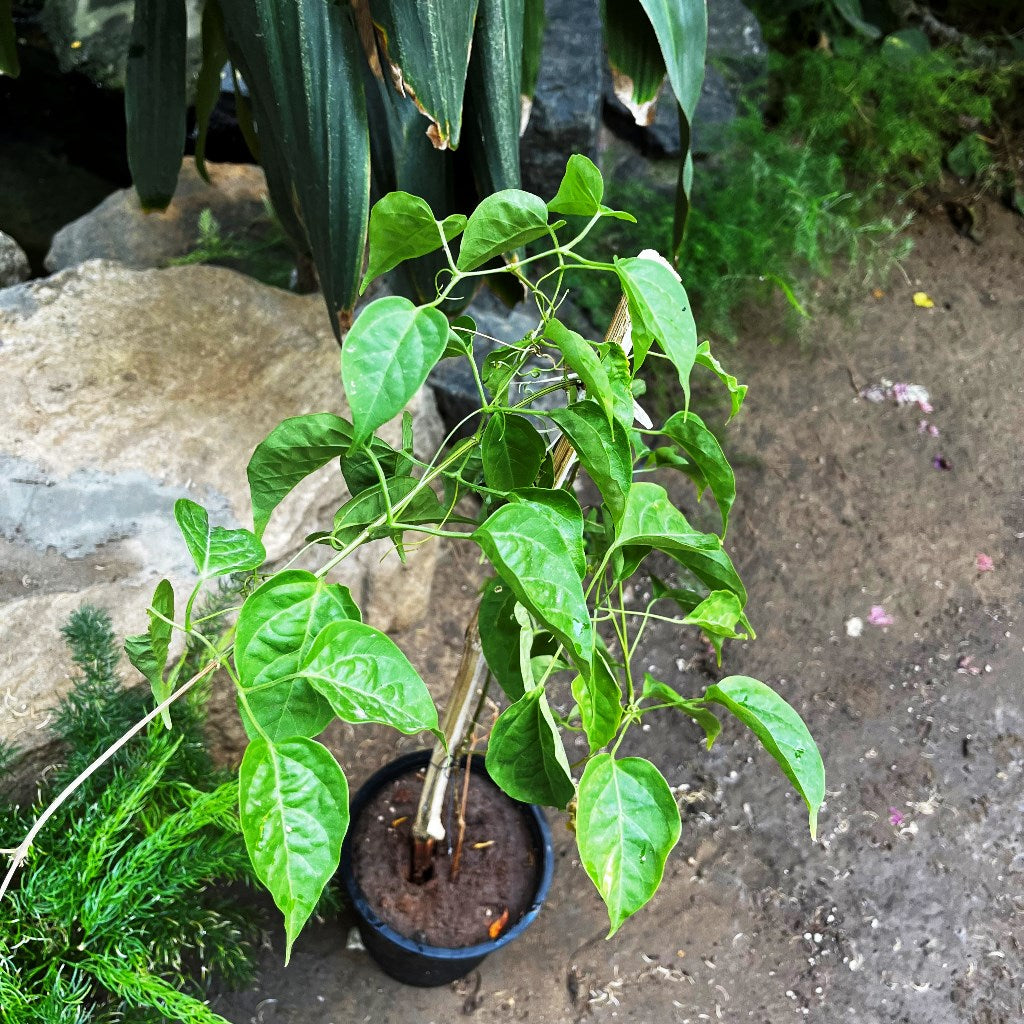 Pyrostegia Venusta Flaming Trumpet Plant - myBageecha