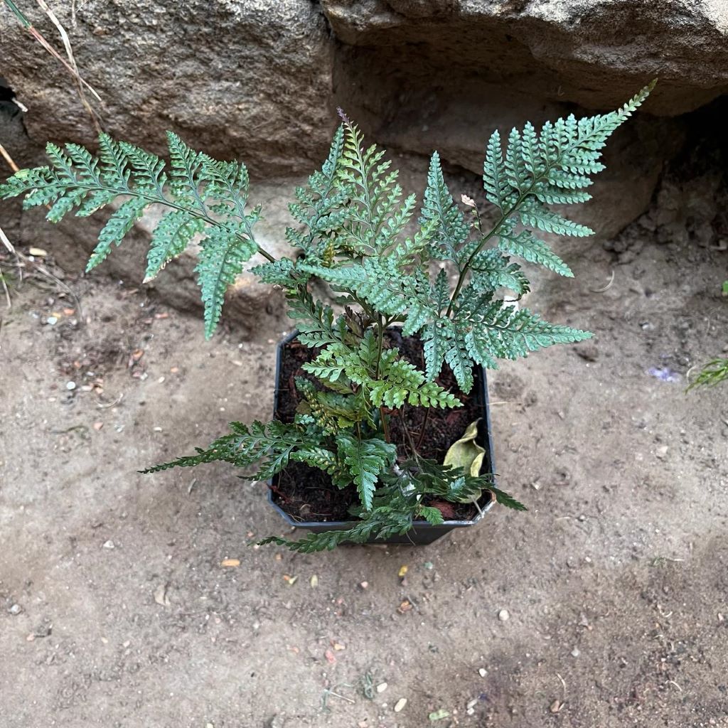 Rabbit Foot Air Purifier Fern Plant