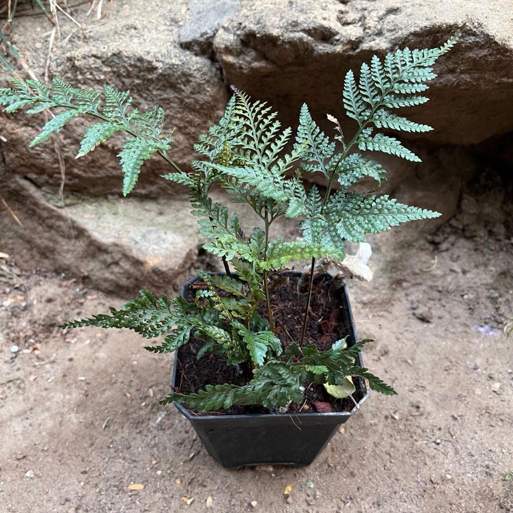 fern plant air purifier Rabbit Foot Air Purifier Fern Plant