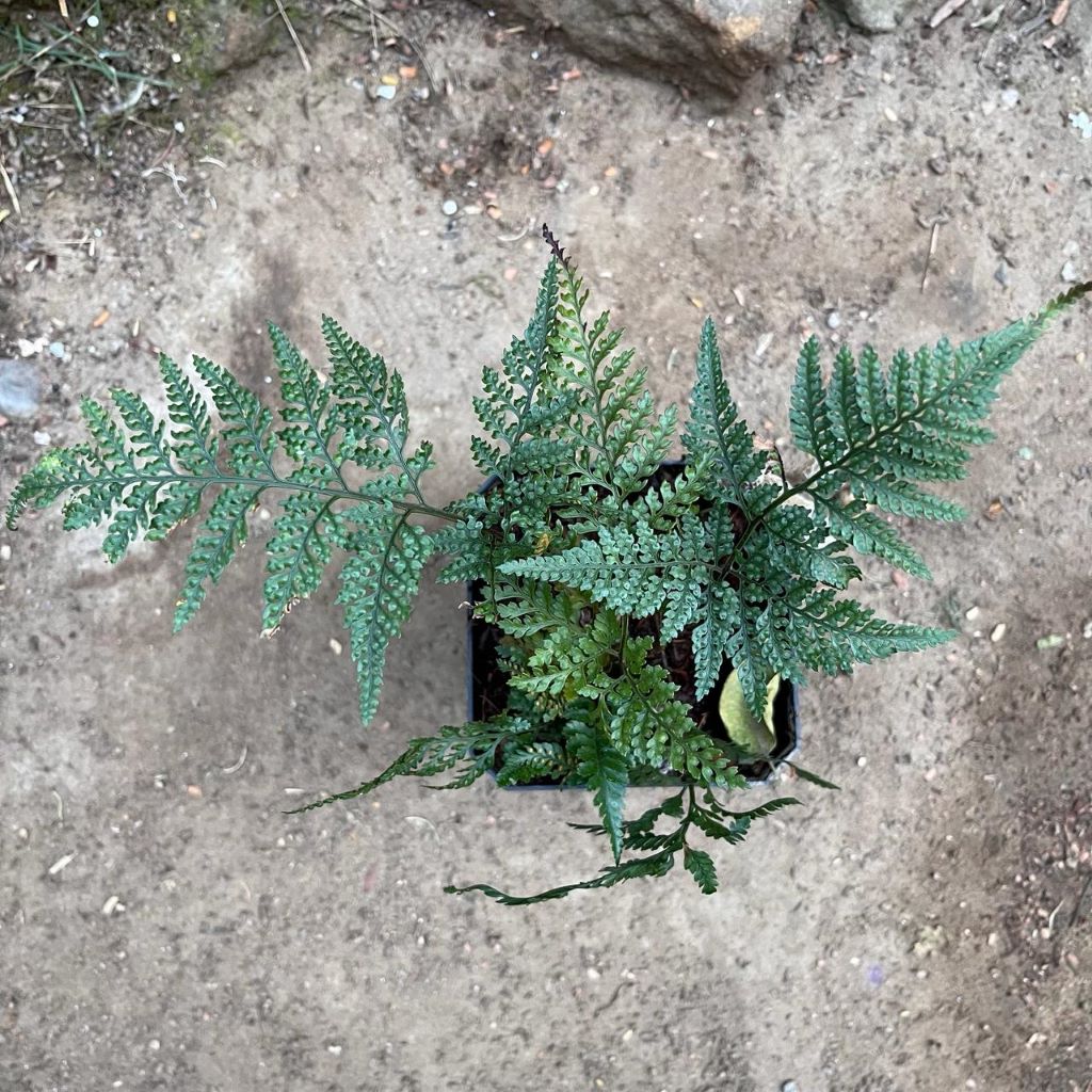 Rabbit Foot Air Purifier Fern Plant