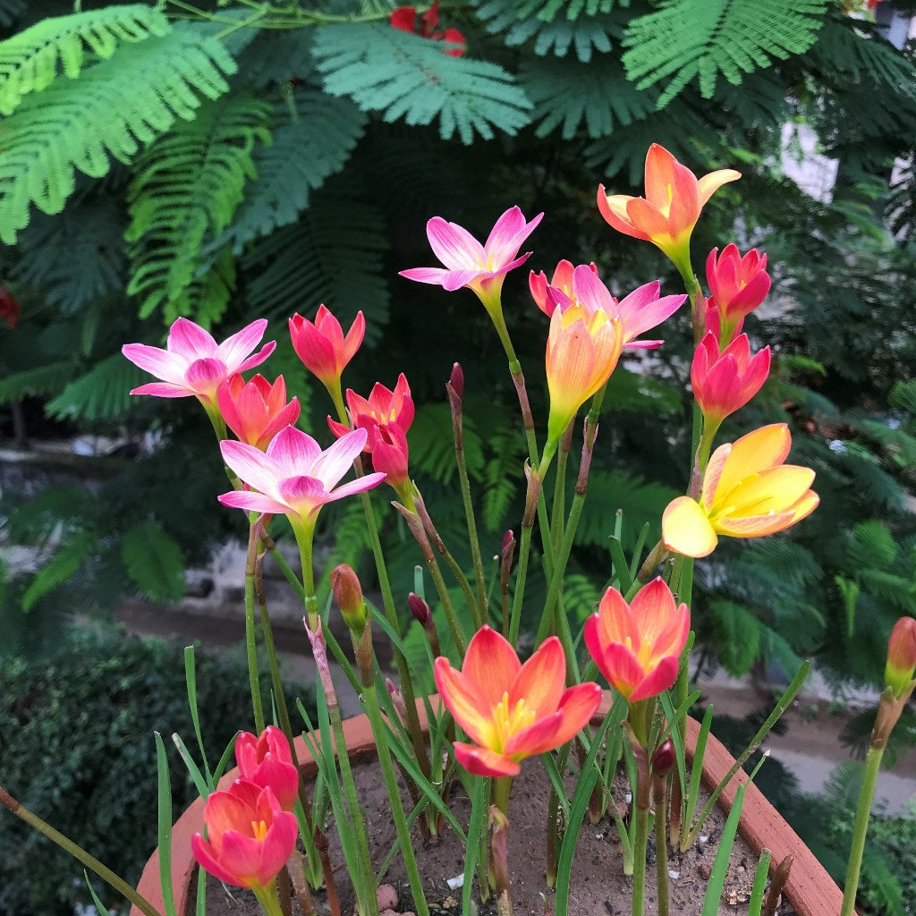 Rain Lily 'Chinda' (Bulbs) blooming in terracotta pot-myBageecha