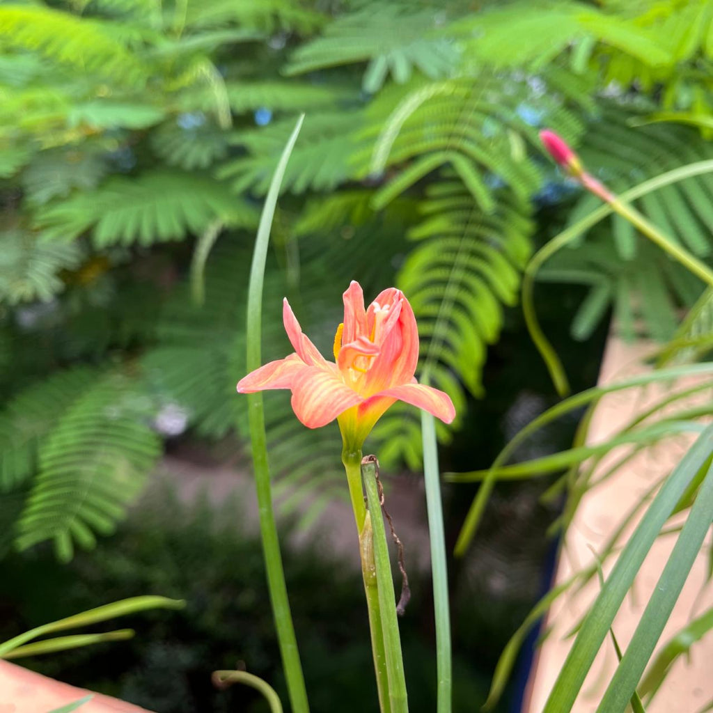 Rain Lily 'Darly Joy' (Bulbs) in bloom