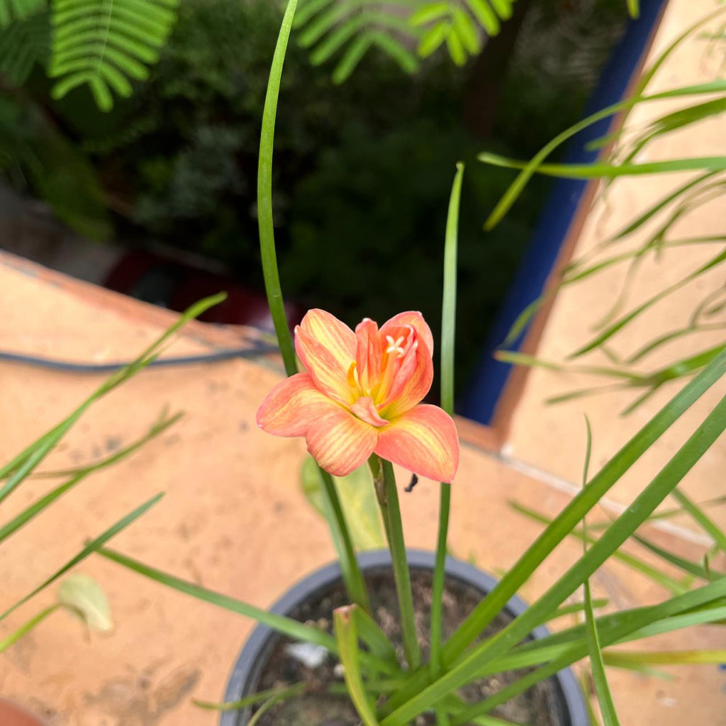 Rain Lily 'Darly Joy' (Bulbs)-A single peach and yellow flower.