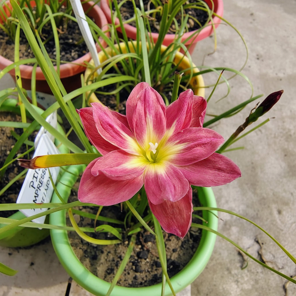 Rain Lily 'Pink Impressions' -A blooming pink impatiens flower with a yellow center, growing in a green pot with other plants. myBageecha
