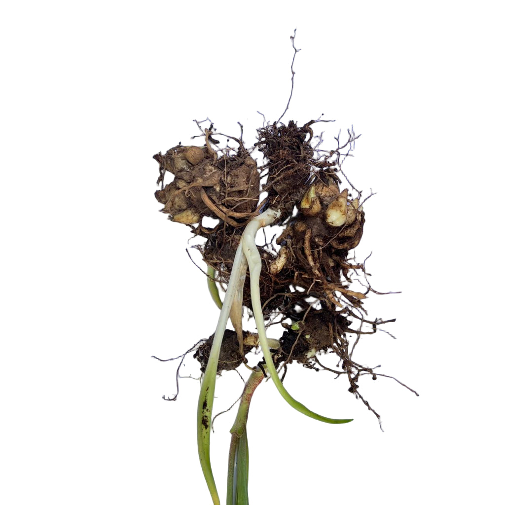 Rajnigandha-Polianthes tuberosa 'Pink Sapphire (Bulbs)-myBageecha