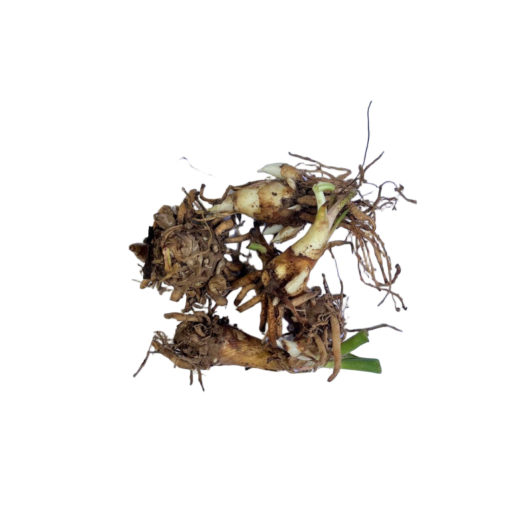 Rajnigandha-Polianthes tuberosa 'Yellow Baby (Bulbs)-myBageecha