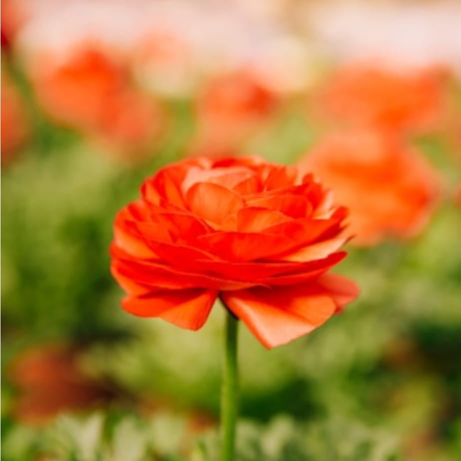 Orange Ranunculus flowers with dense, silky petals glowing in spring light