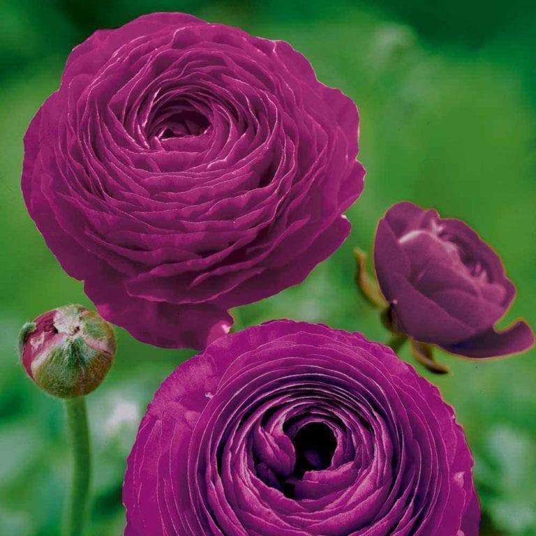 Deep purple Ranunculus blooms showing multiple petal layers in sunlight