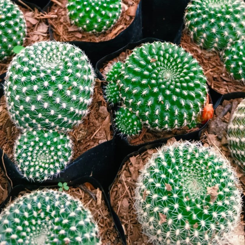 Rebutia Minuscula Cactus Plant - myBageecha