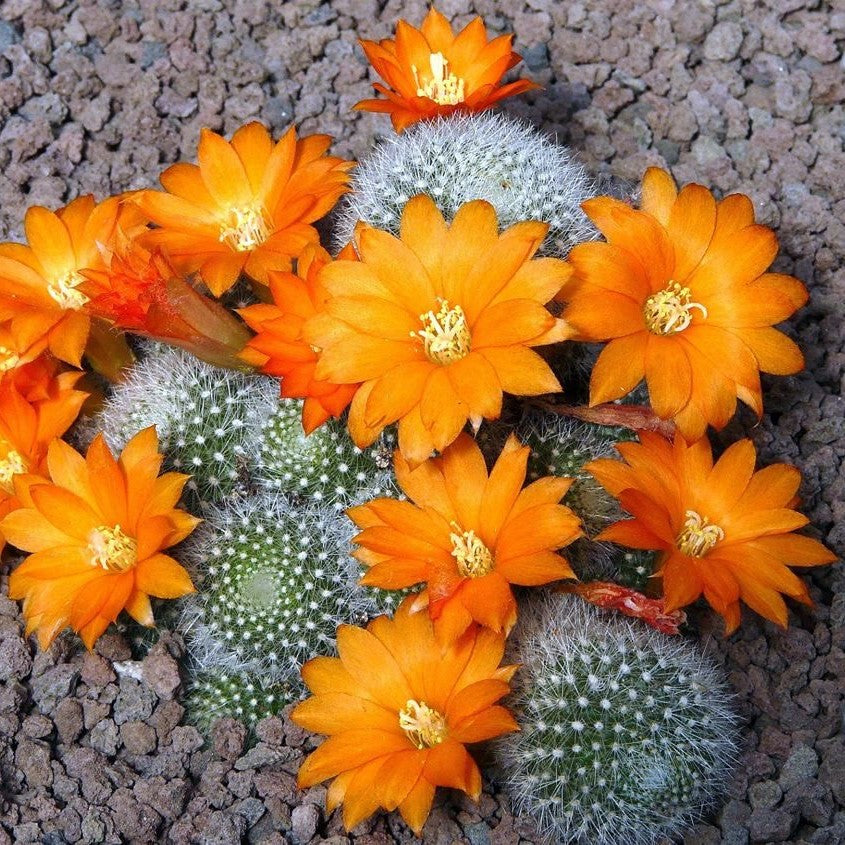 rebutia brunescens Rebutia Muscula Clumping Cactus Plant Online