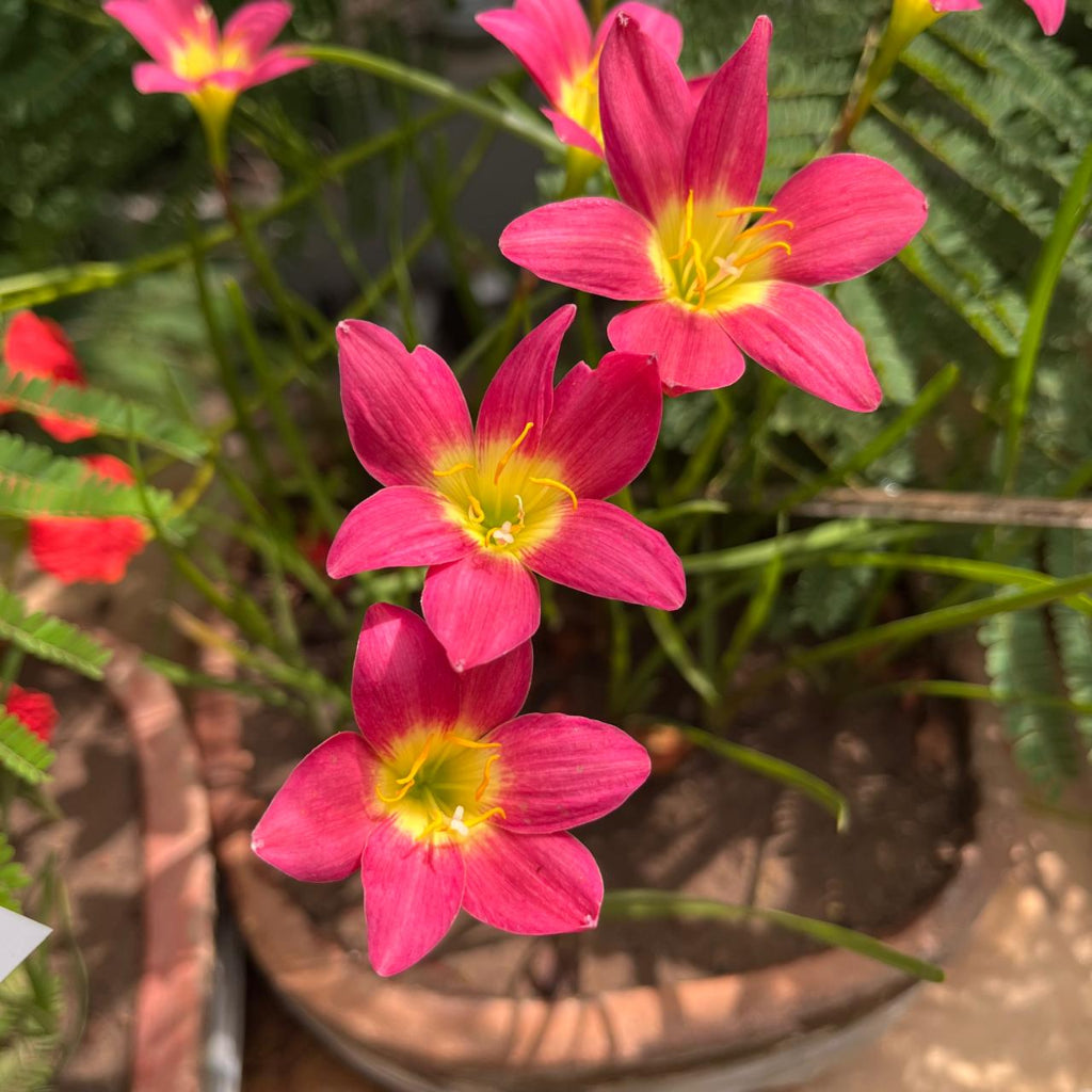 Rain Lily 'Red Lamduan' (Bulbs)