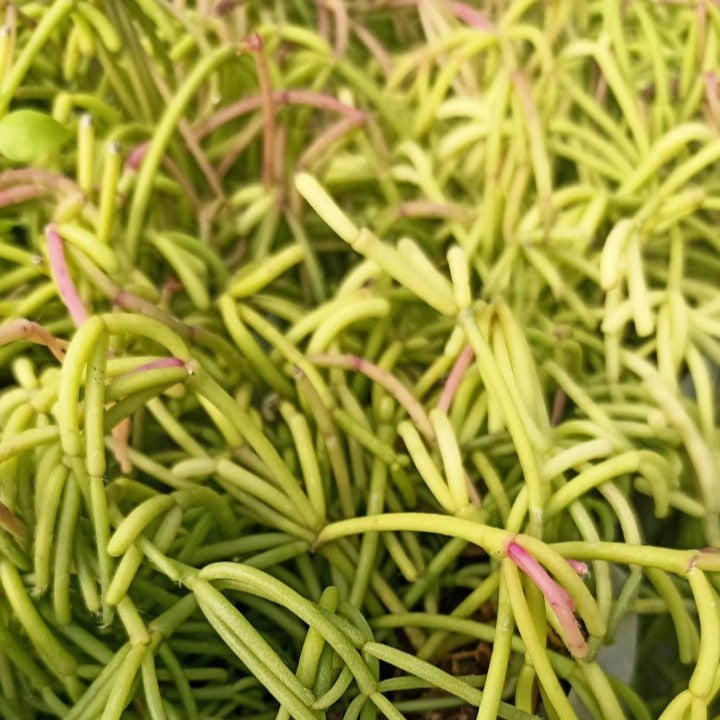 Rhipsalis teres