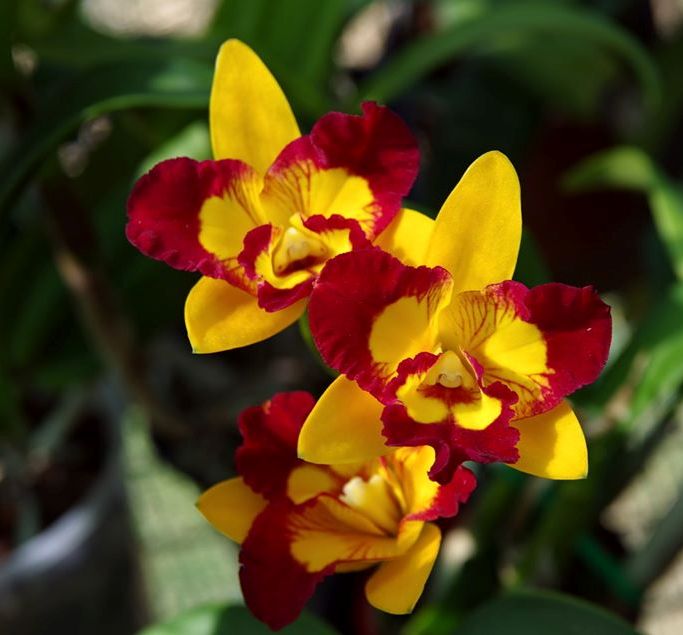 Rhyncattleanthe Tzeng-Wen Free BS Orchid Plant