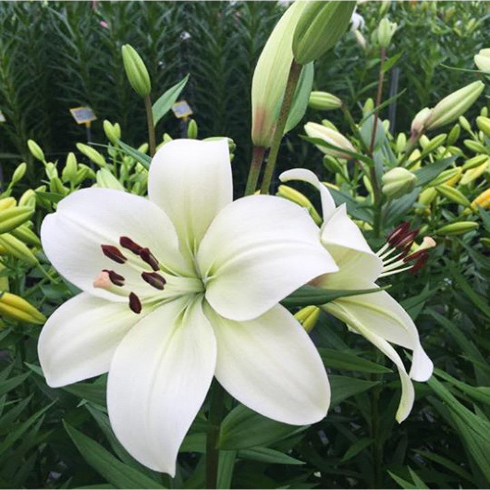 Lilium Asiatic 'Richmond'-myBageecha