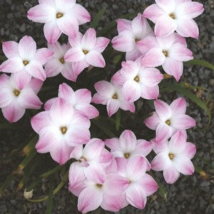 Rain Lily 'Rounded' -myBageecha