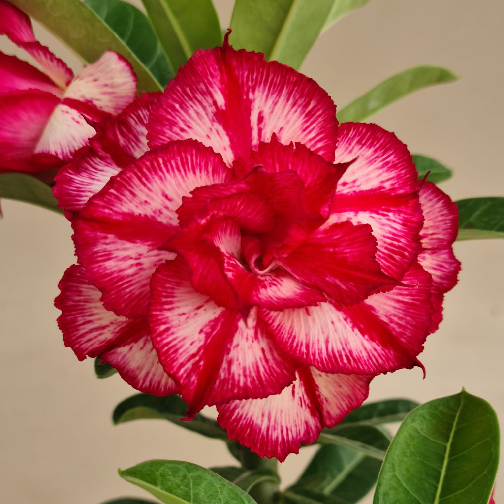 Ruby Blaze Adenium - myBageecha