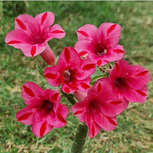 Purple Finch Adenium Plant-Bunch of Flowers