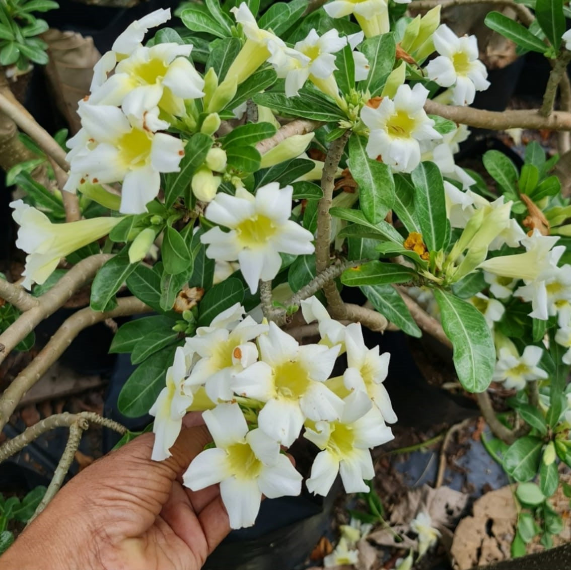 Vivacious Yellow Adenium Plant - myBageecha