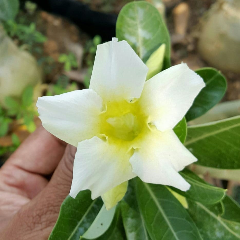 Vivacious Yellow Adenium Plant - myBageecha