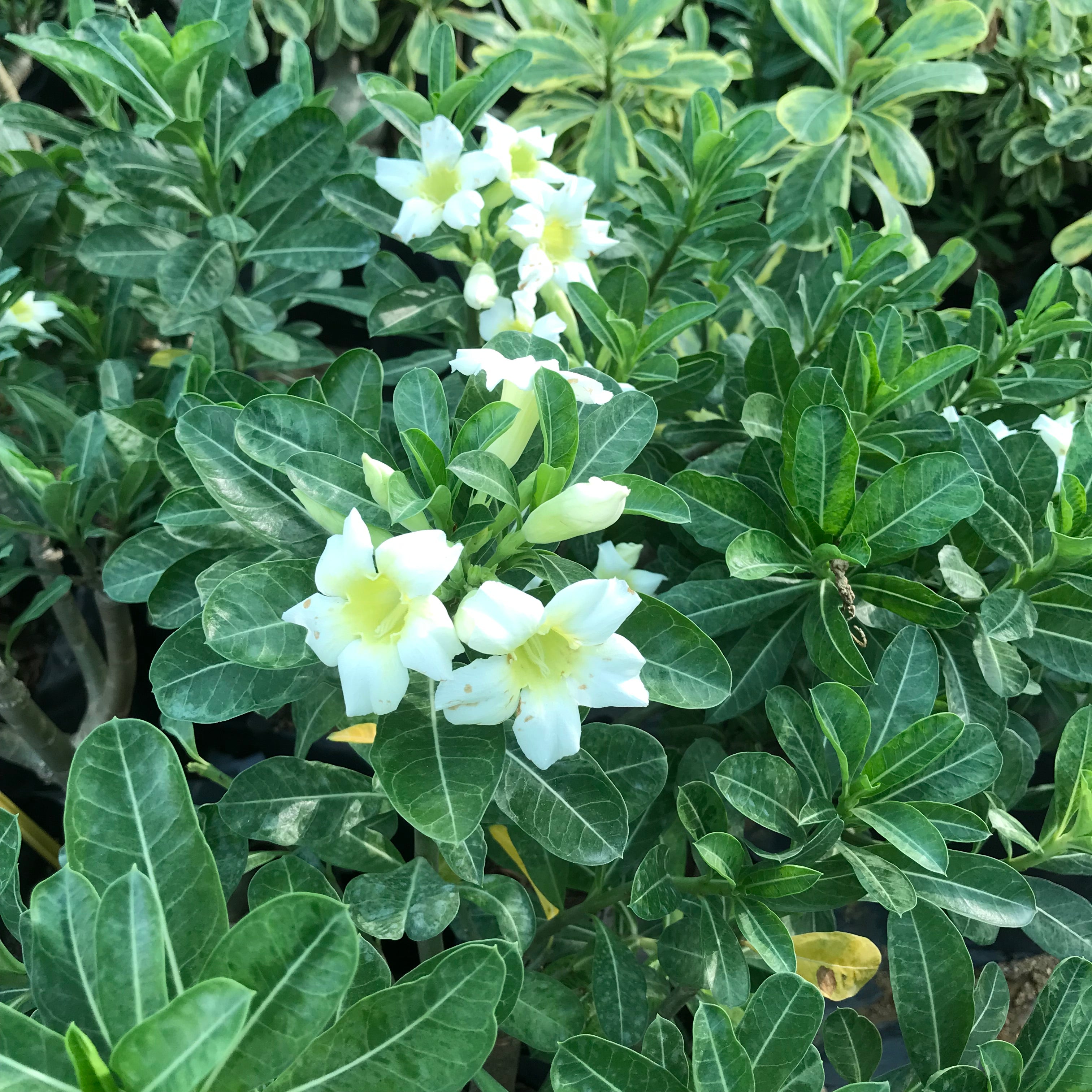 Vivacious Yellow Adenium Plant - myBageecha