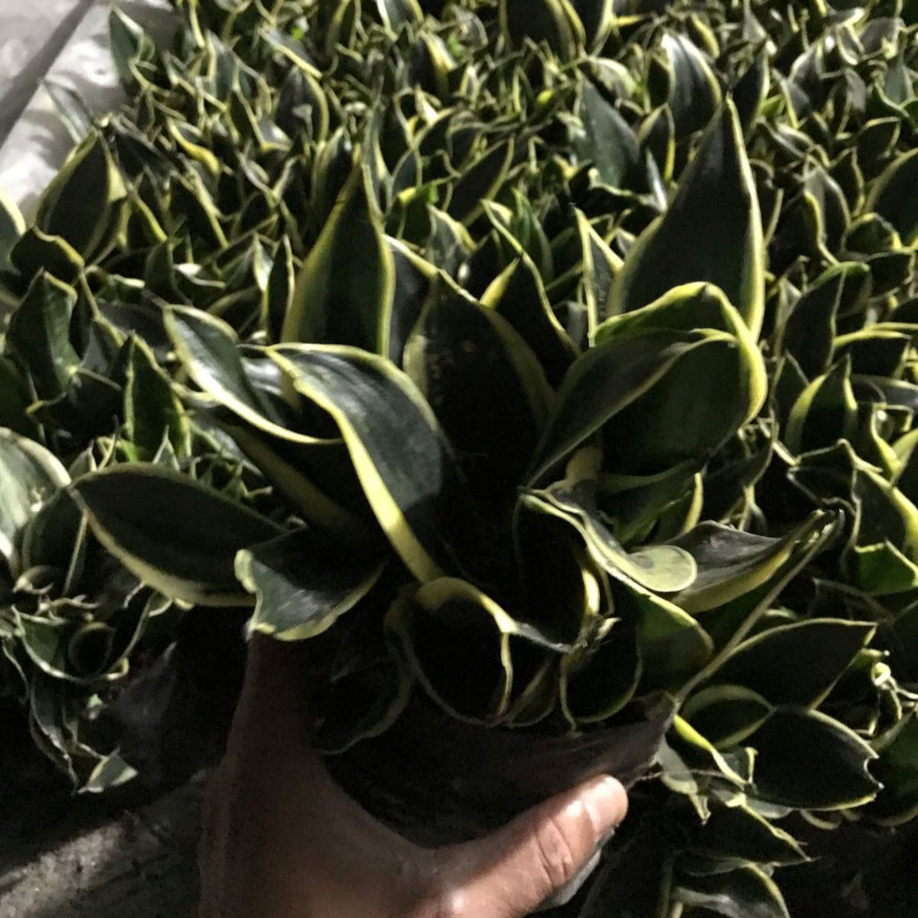 Sansevieria Black Futura Goldedge-myBageecha