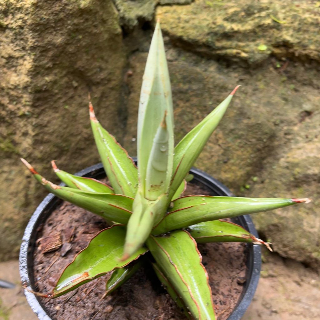 sansevieria origin Sansevieria Chao Praya Upright Decorative Plant