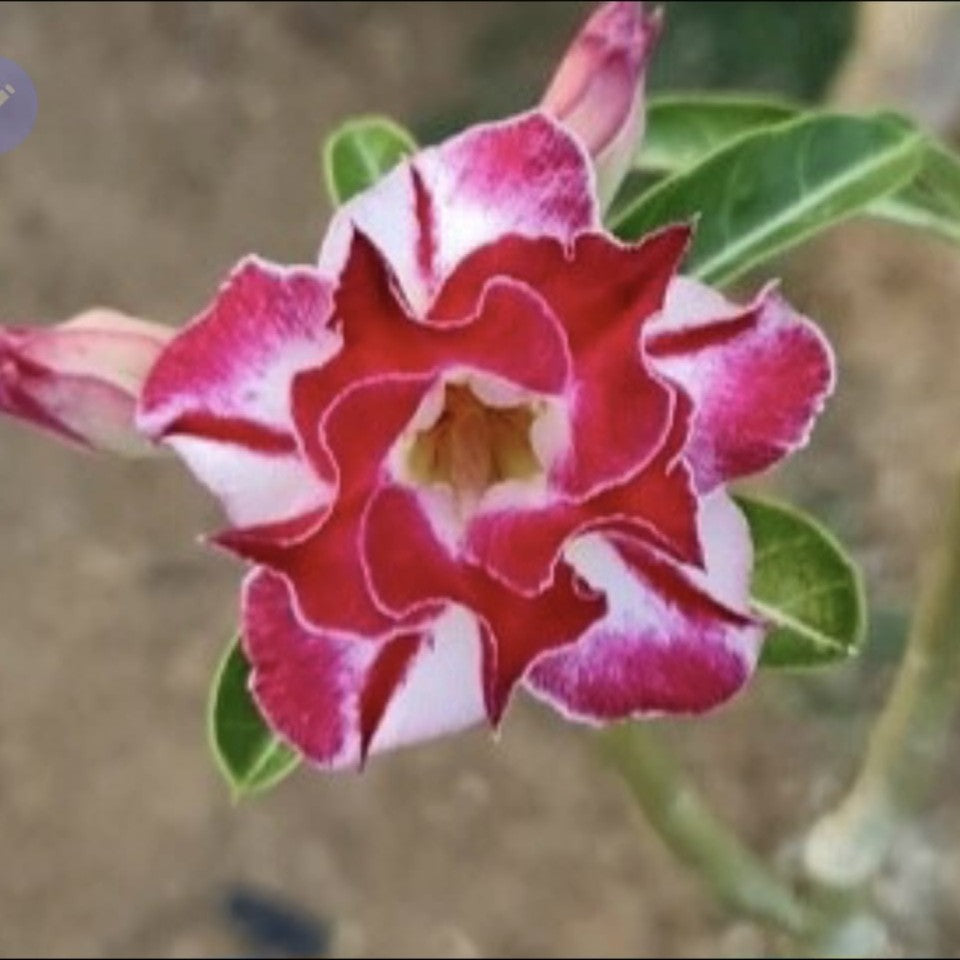 Scarlet Blaze adenium-myBageecha
