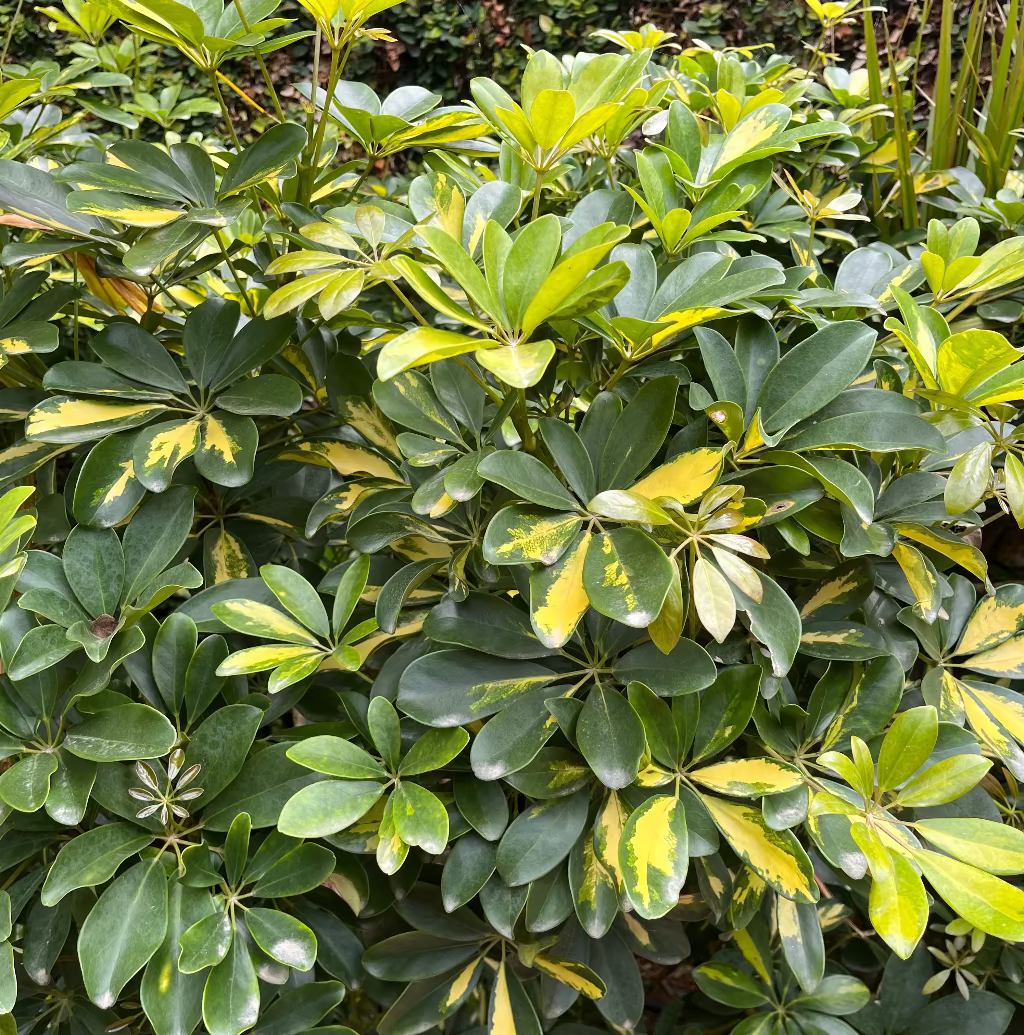 A close-up of a Schefflera arboricola 'Janine' plant with glossy dark green leaves featuring bright yellow and cream variegation, set against a background of dense green ivy.