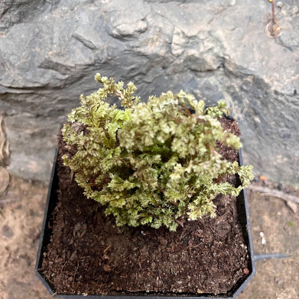 Selaginella Apoda Plant - myBageecha
