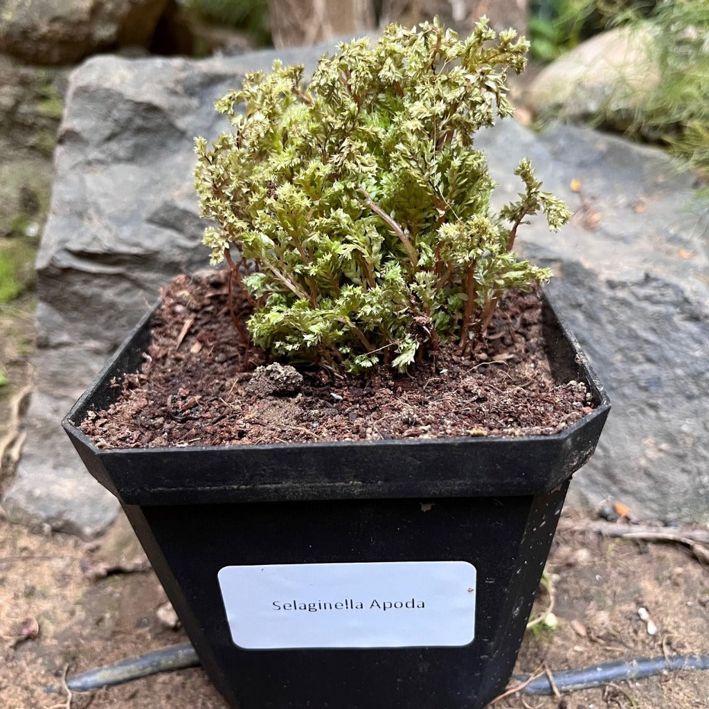 Selaginella Apoda Plant - myBageecha