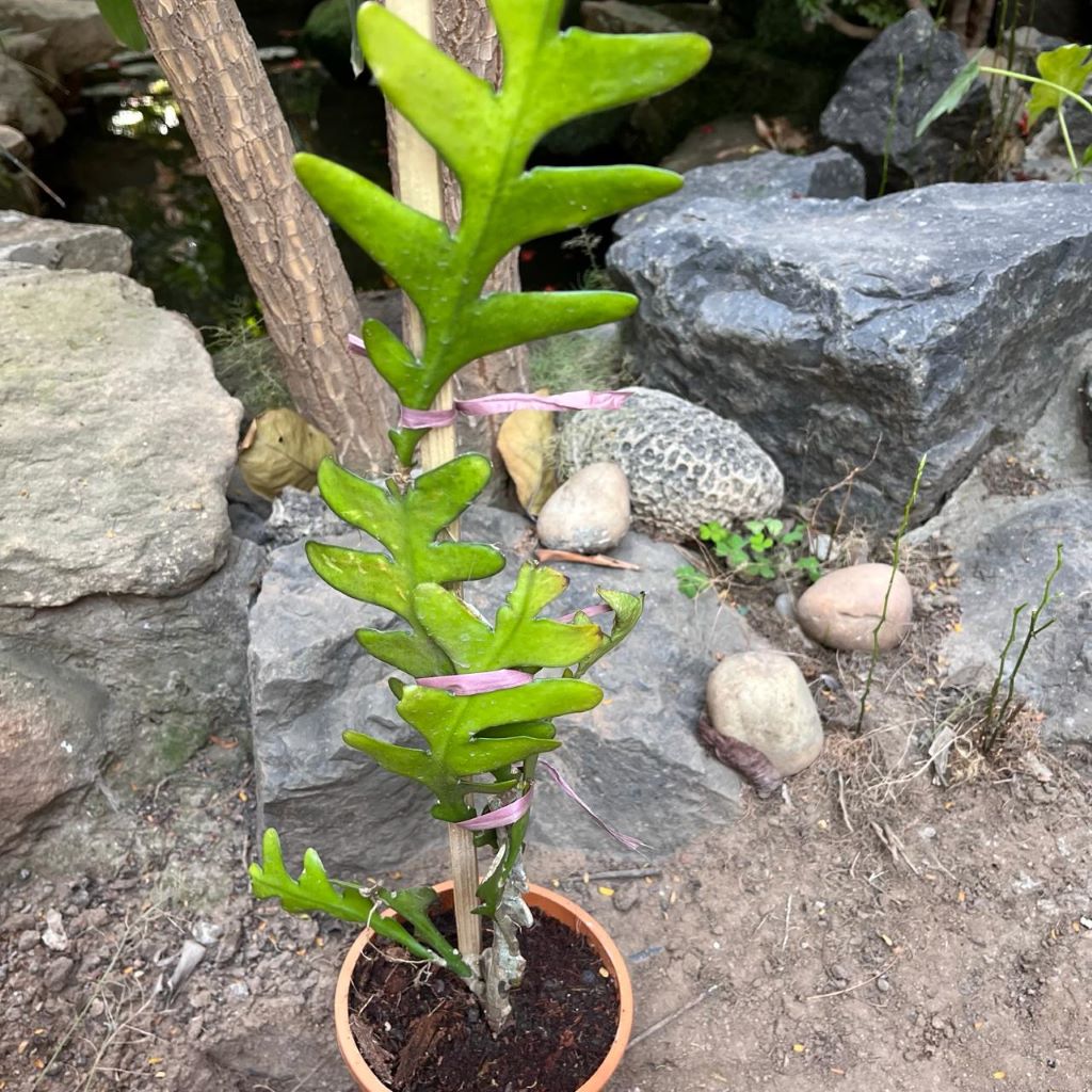 Selenicereus anthonyanus-myBageecha