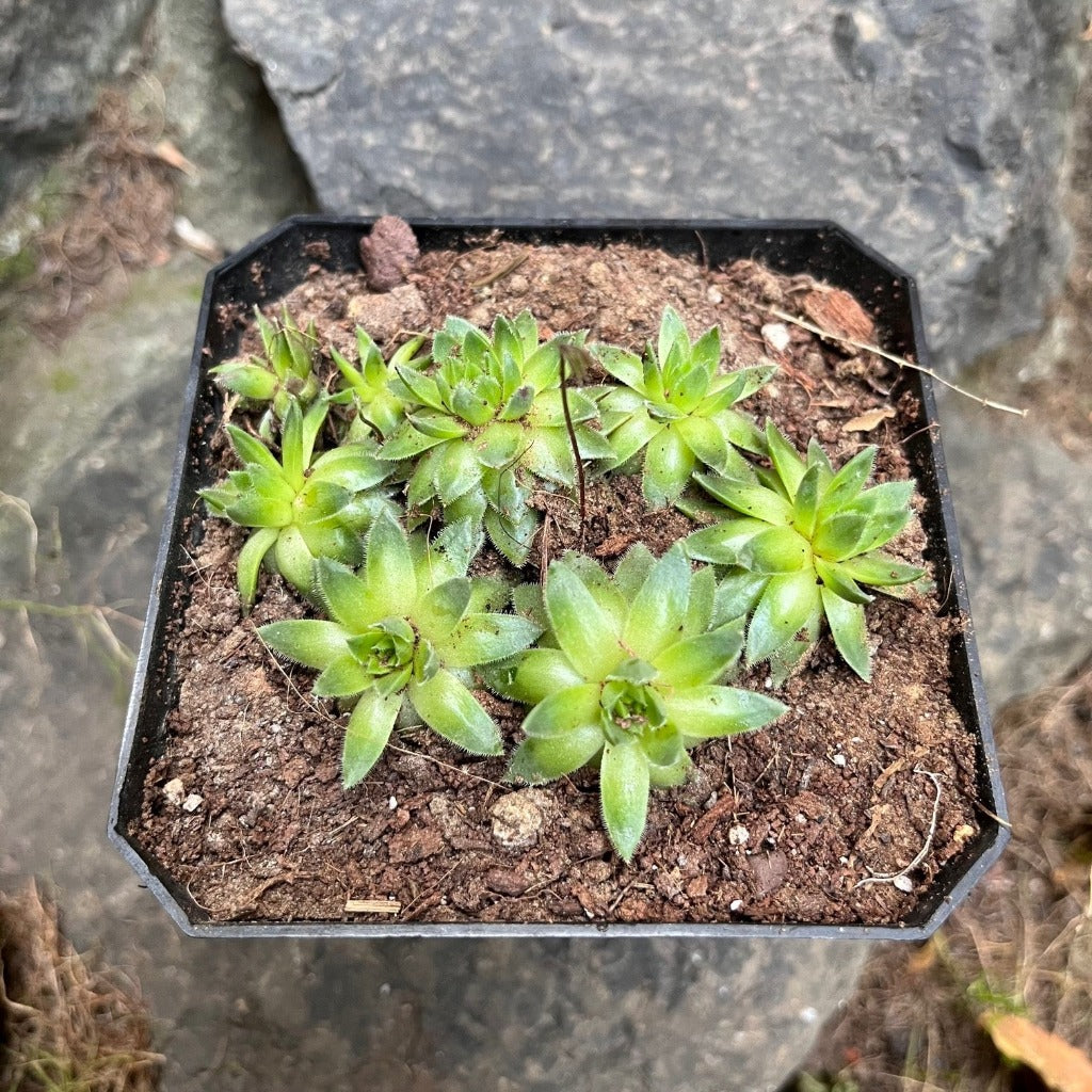 Sempervivum Montanum Succulent Plant - myBageecha