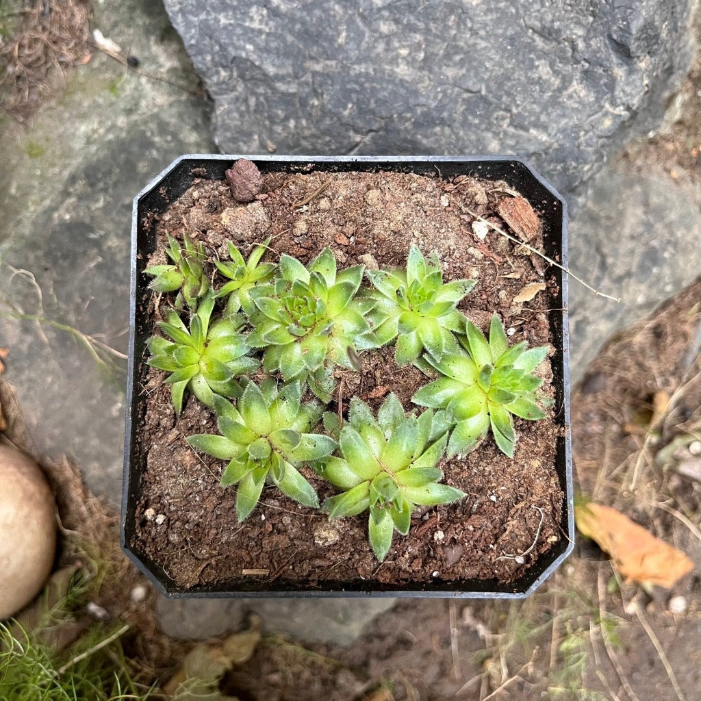 Sempervivum Montanum Succulent Plant - myBageecha