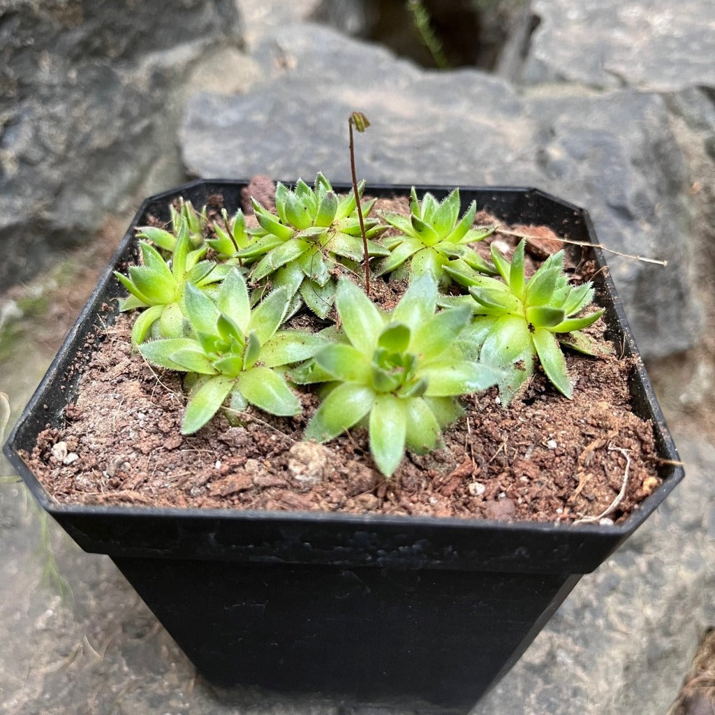 Sempervivum Montanum Succulent Plant - myBageecha