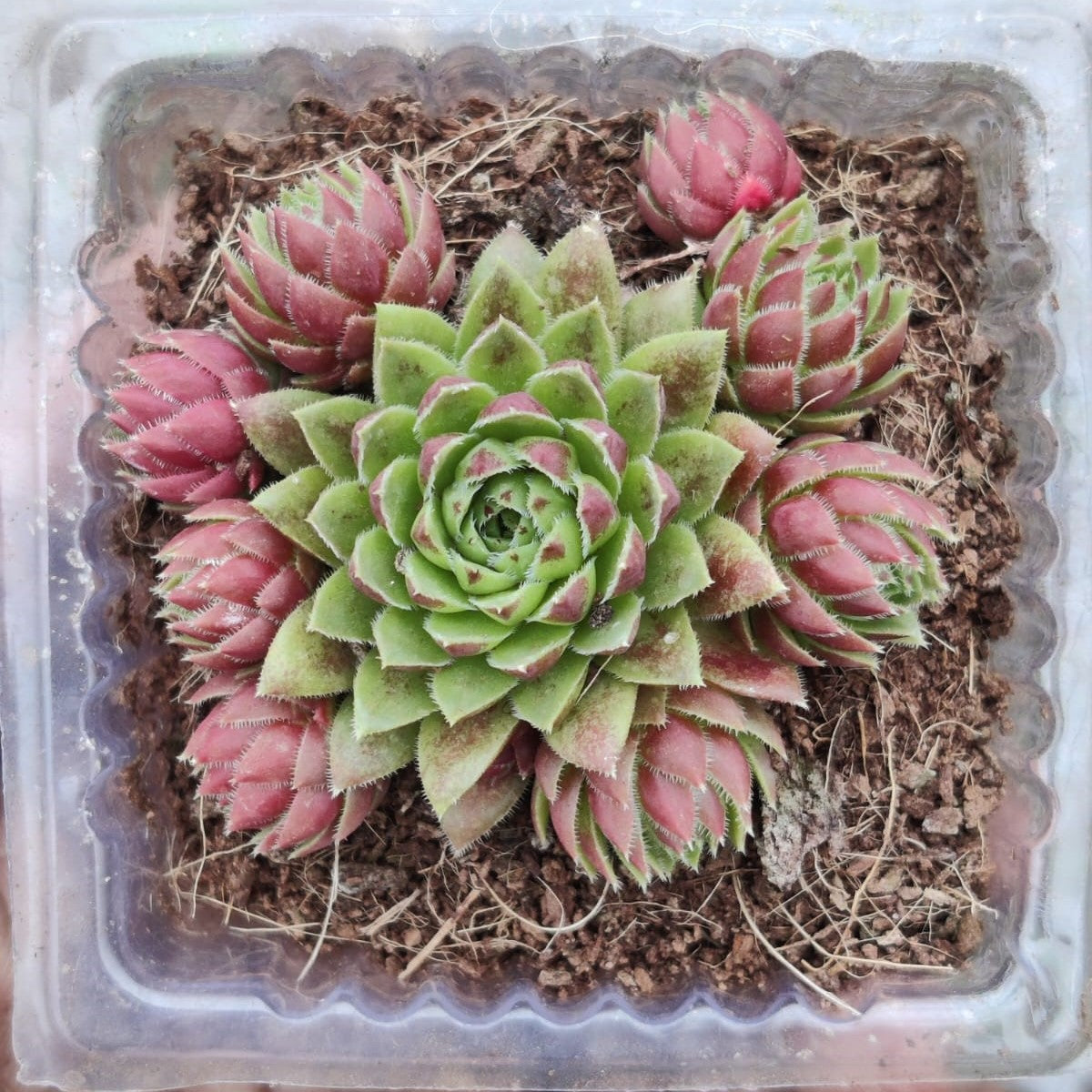 Sempervivum Montanum Succulent Plant - myBageecha