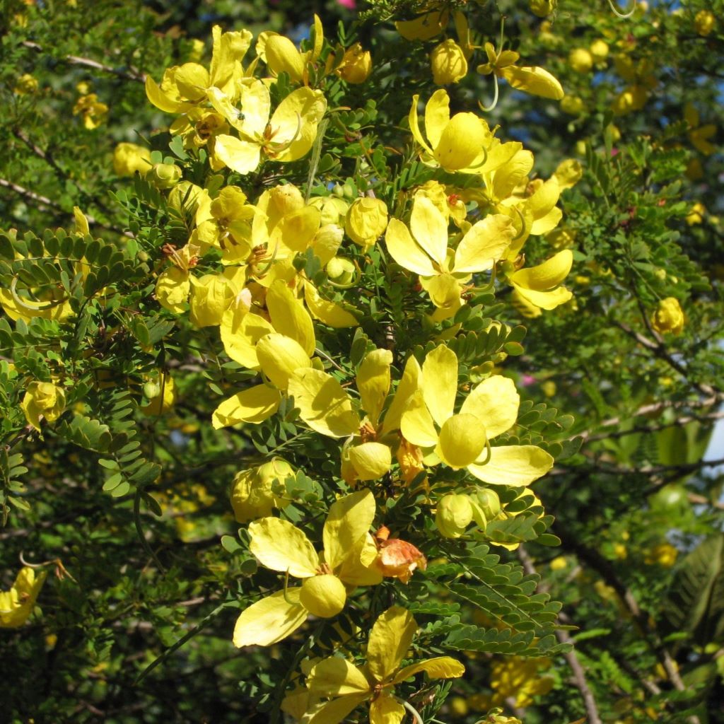 Senna Polyphylla Plant - myBageecha