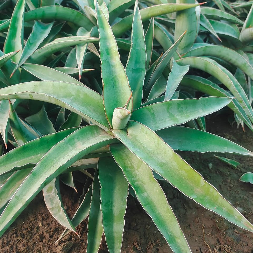 Sensevieria Kismayo Plant-myBageecha