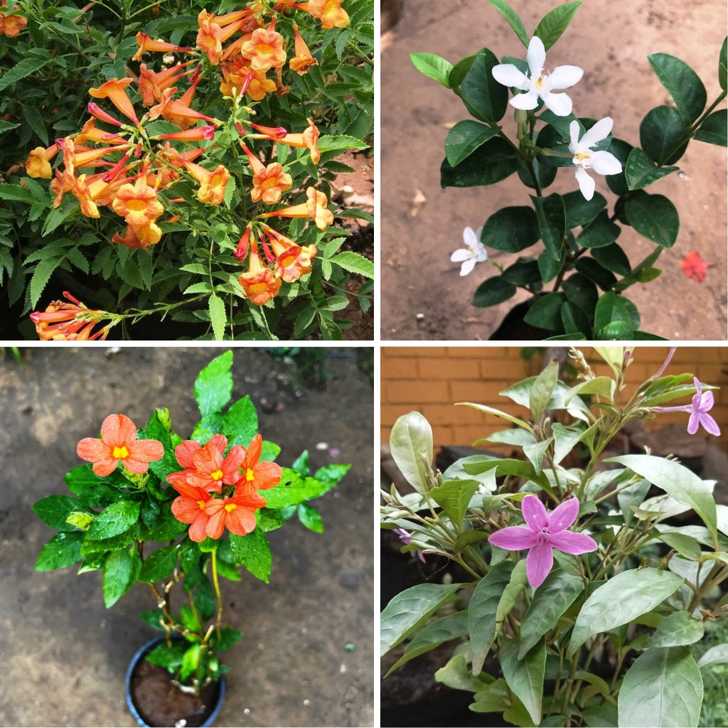 Rare Flowering Plants 4‑Pack – Exotic Blooms in Every Shade- myBageecha