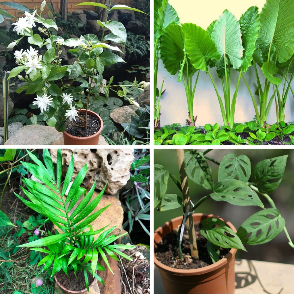 Set of 4 Tough Plants – Swiss Cheese Vine, Giant Taro, Palm & Mogra